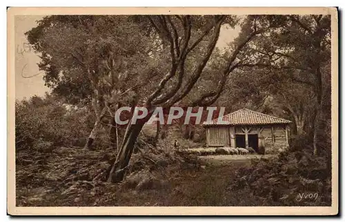Les Landes Cartes postales Le retour au bercail