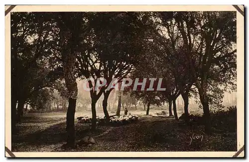 Les Landes Cartes postales Les chenes lieges