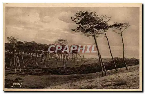 Les Landes de GAscogne Cartes postales A CApbreton Les pins de la cote d&#39argent fils de la dune et du vent