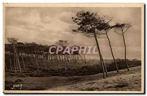 Les Landes de GAscogne Cartes postales A CApbreton Les pins de la cote d'argent fils de la dune et du vent