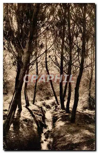 Cartes postales DAns les Landes de Gascogne Coin de foret a Castels des Landes