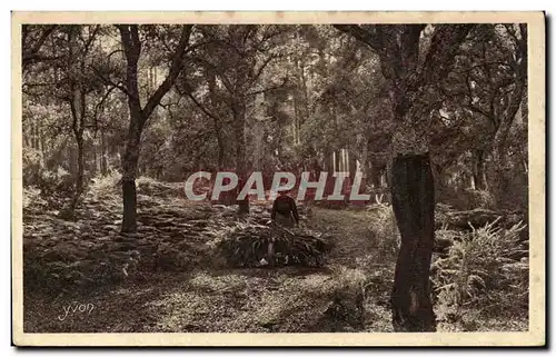 Cartes postales Les Landes de Gascogne Chenes lieges