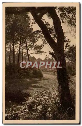 Les Landes de Gascogne Cartes postales Paysage landais