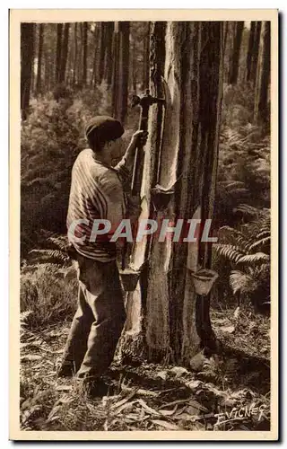 Paysage landais Cartes postales Un gemmeur qui fait l&#39entaille d&#39ou coulera la resine