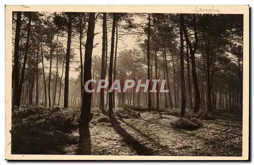 Les Landes de Gascogne Cartes postales Dernier soleil d&#39ete premiere brume d&#39automne