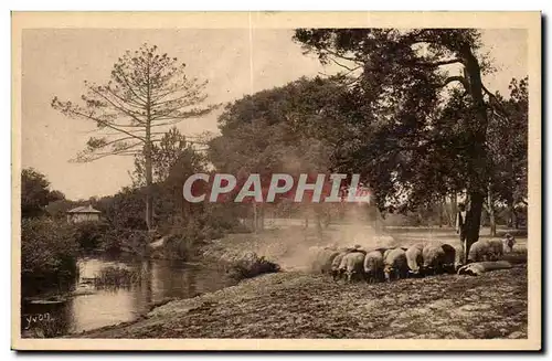 Les Landes de Gascogne Cartes postales Depart du troupeau vers la foret