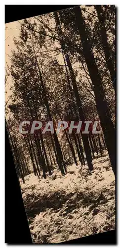 Landes de GAscogne Cartes postales Les fougeres l'ete