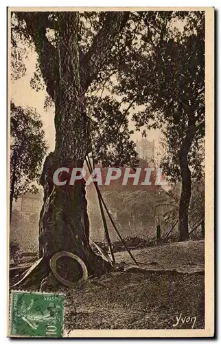 Les Landes de Gascogne Cartes postales Le vieux chene liege