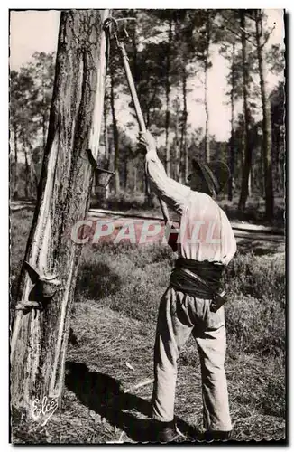 La Lande Cartes postales moderne LE resinier au travail (metier)