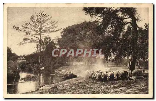 Les Landes de Gascogne Ansichtskarte AK Depart du troupeau vers la foret