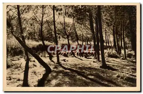 Dans les Landes de Gascogne Ansichtskarte AK Paysage