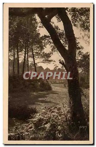 Les Landes de Gascogne Cartes postales Paysage landais