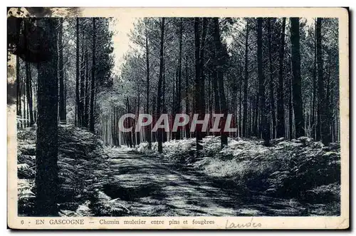 En Gascogne Cartes postales Chemin muletier entre pins et fougeres