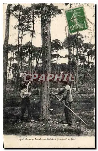 Dans les Landes Cartes postales Resiniers gemmant les pins