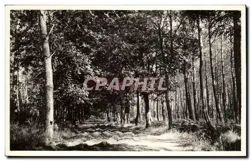 Landes Cartes postales moderne