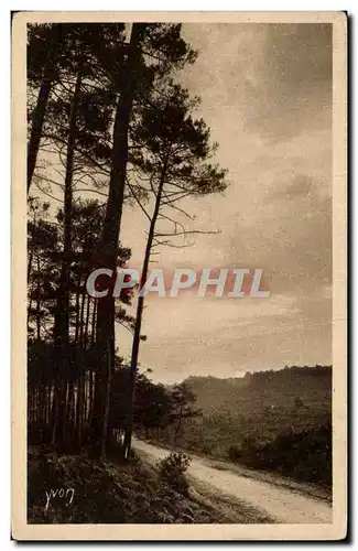 Cartes postales Les Landes de Gascogne Lever de soleil en foret