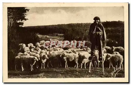 Cartes postales Dans les Landes de Gascogne Berger landais et son troupeau