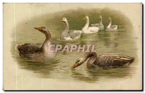 Cartes postales Fantaisie Oies Canards Ducks