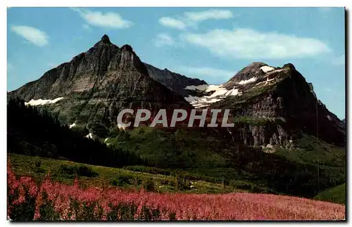 Etats Unis Cartes postales moderne Fireweed Glacier National park Montana