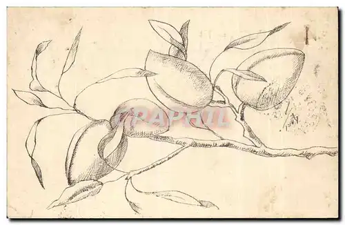 Cartes postales Fantaisie Fleur