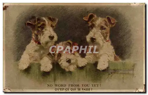 Cartes postales Fantaisie Animaux Chiens Dogs Dog No word from you yet !