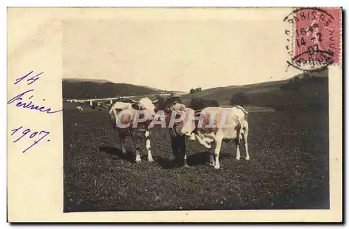 Cartes postales CARTE PHOTO Vaches Elevage