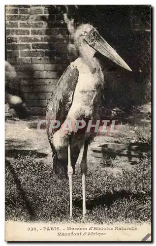 Paris Cartes postales Museum d&#39histoire naturelle Marabout d&#39afrique (oiseau)