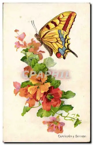 Ansichtskarte AK Fantaisie Capucines et satyre (papillon butterfly)