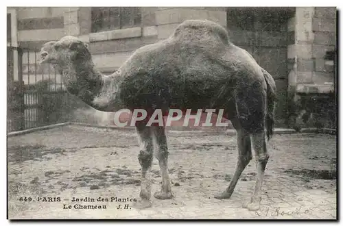 Paris - 5 - Jardin des Plantes - Le Chameau - camel - Ansichtskarte AK