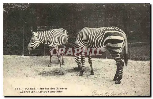 Paris - 5 - Jardin des Plantes - Zebras de l&#39Afrique Australe - Zebra - Ansichtskarte AK