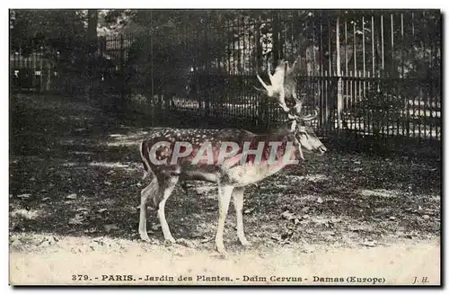 Paris - 5 - Jardin des Plantes - Daim Cervus - Cerf - Deer - Cartes postales