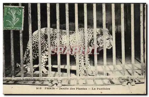 Paris - 5 - Jardin des Plantes - La Panthere - Panther - Ansichtskarte AK