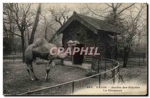 Paris - 5 - Jardin des Plantes - Le Chameau - camel - Cartes postales