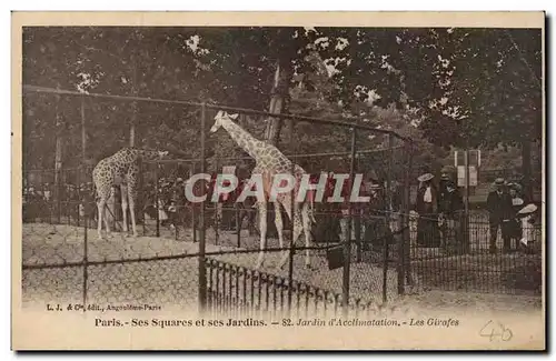 Paris - 16 - Jardin d&#39Acclimation - Bois de Boulogne - Les Girafes - Giraffe Ansichtskarte AK -