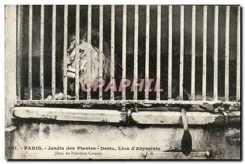 Paris - 5 - Jardin des Plantes - Lion d&#39Abyssinie Cartes postales