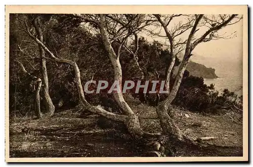 Cartes postales Les iles d'Hyeres Porquerolles Les pins d'Alep