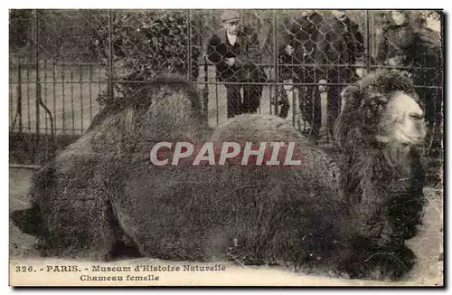 Paris Ansichtskarte AK Jardin des Plantes Chamelle femelle (chameau camel)