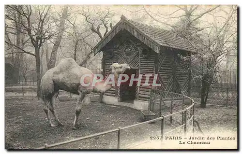 Paris Ansichtskarte AK Jardin des plantes Le chameau (camel)