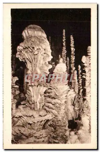 Cartes postales L'Aven Armand Dans la foret vierge le chou fleur