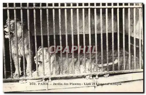 Paris - 5 - Jardin des Plantes - Lion et Lionne d&#39Afrique Cartes postales