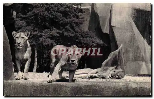 Paris - 12 - Bois de Vincennes - Parc Zoologique - Lion et Lionne sur leur Plateau Cartes postales