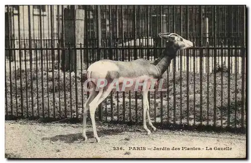 Paris - 5 - Jardin des Plantes - La Gazelle - Cartes postales