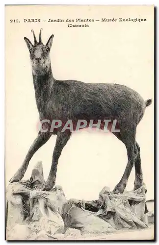 Paris - 5 - Jardin des Plantes - Chamois - Musee Zoologique - Ansichtskarte AK