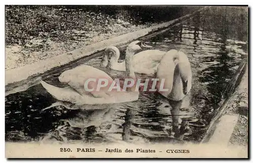 Paris - 5 - Jardin des Plantes - Cygnes - Ansichtskarte AK swan