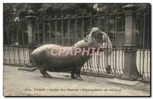 Paris - 5 - Jardin des Plantes - Hippopotame du Senegal - Ansichtskarte AK