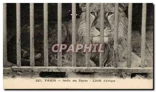 Paris - 5 - Jardin des Plantes - Lion d&#39Afrique - Africa - Cartes postales