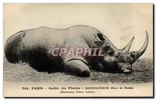 Paris - 5 - Jardin des Plantes - Rhinoceros Blanc du Soudan - Afrique - Africa - Cartes postales Sudan Rhino