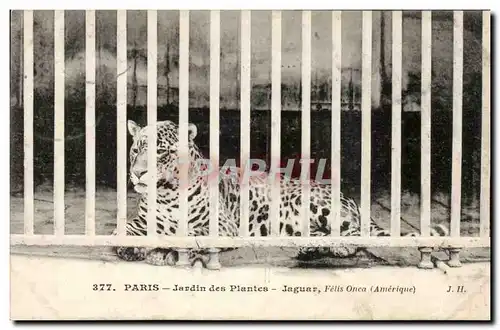 Paris - 5 - Jardin des Plantes - Jaguar - chat - cat Cartes postales