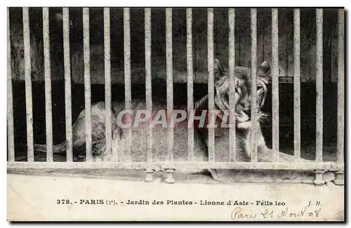 Paris - 5 - Jardin des Plantes - Lionne d&#39Asie - Asian Lion Cartes postales