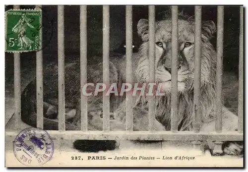 Paris - 5 - Jardin des Plantes - Lion d&#39Afrique - Africa - Cartes postales